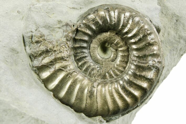 Pyritized Jurassic Ammonite (Arieticeras) Fossil - France #367635
